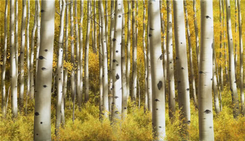 Alexander Volkov Collector's Editions - Aspen Morning